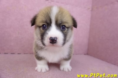 03/14雙色柯基犬母幼犬2號3