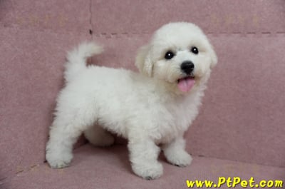 05/20比熊犬公幼犬1號(新北樹林)6