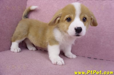 11/02雙色柯基犬公幼犬6