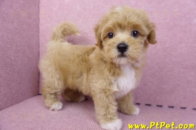 06/15奶油色馬爾泰迪公幼犬(新北蘆洲)6