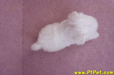 05/28迷你型馬爾濟斯公幼犬3號(台北萬華)7