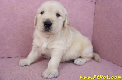 01/10黃金獵犬公幼犬3號5