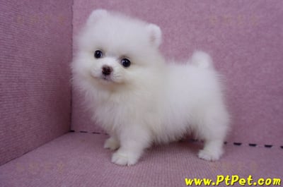 06/23迷你型松鼠白博美母幼犬(屏東市)5