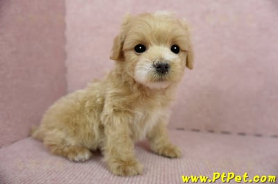 01/15奶油色馬爾泰迪公幼犬(屏東高樹)7