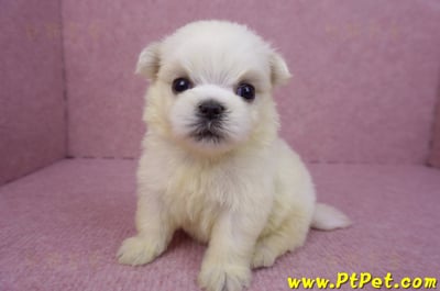 03/20馬爾濟斯公幼犬2號6