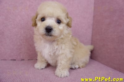 09/23泰迪比熊母幼犬3號(高雄大寮)9