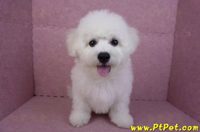 07/22比熊犬公幼犬2號(高雄楠梓)3