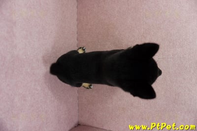 05/14黑色柴犬母幼犬4號(高雄楠梓)11