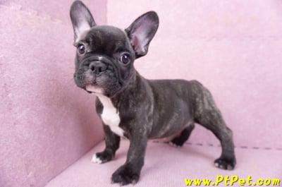 09/18虎斑色法國鬥牛母幼犬1號(屏東泰武)9