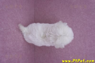 07/22比熊犬公幼犬3號(台北北投)9