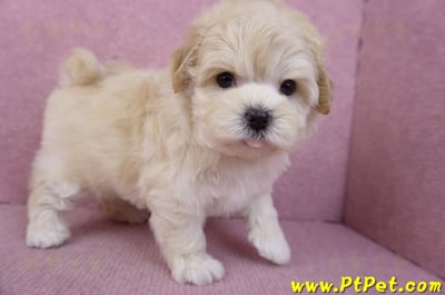 11/23馬爾泰迪母幼犬(高雄仁武)6