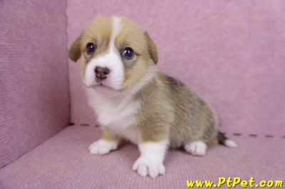 09/22雙色柯基犬母幼犬2號(桃園觀音)6