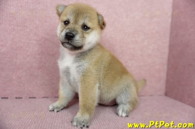 04/29赤色柴犬母幼犬2號(高雄鼓山)5