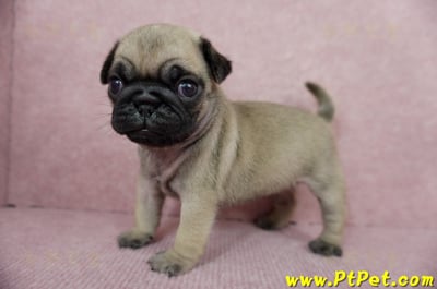 04/02巴哥母幼犬1號(宜蘭)8