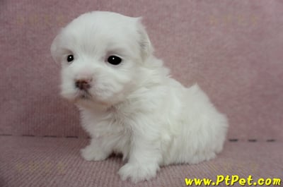 2/23白色馬爾泰迪 II 母幼犬(高雄鼓山)4