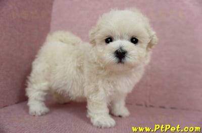 03/31奶油色馬爾泰迪母幼犬2號(屏東市)7