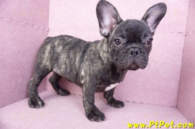 09/18虎斑色法國鬥牛母幼犬(屏東長治)7