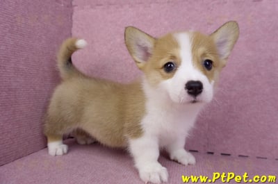 08/03雙色柯基犬母幼犬2號(屏東長治)3