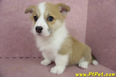 04/28雙色柯基犬母幼犬(高雄前鎮)10