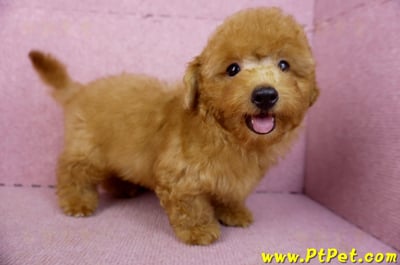 01/26紅貴賓公幼犬7