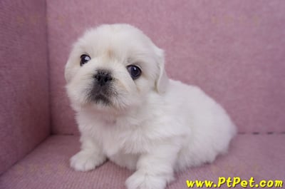 12/17北京狗公幼犬7