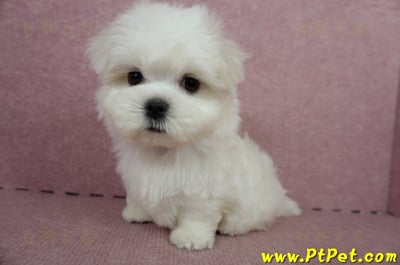 04/17迷你型馬爾濟斯公幼犬(台中北屯)7