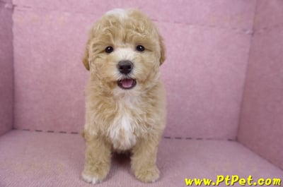 02/18泰迪比熊母幼犬(屏東市)3