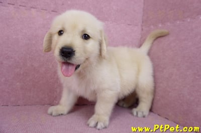 07/18黃金獵犬公幼犬4號(台北)10