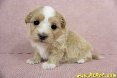 03/21奶油色馬爾泰迪 I 母幼犬1號(台中南屯)5