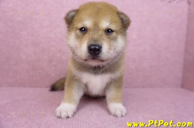 05/24赤色柴犬公幼犬1號1