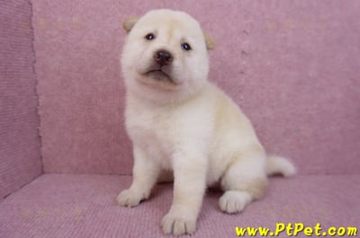 05/24白色柴犬母幼犬1號5