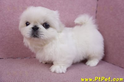 12/17北京狗公幼犬2號9