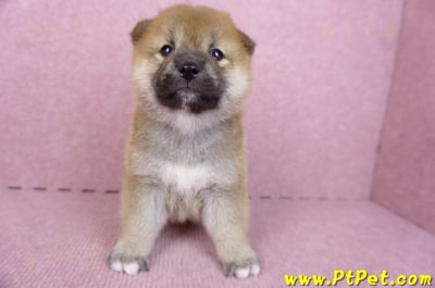 09/21赤色柴犬母幼犬2號(新竹)1