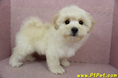 01/10奶油色馬爾泰迪公幼犬(花蓮壽豐)7