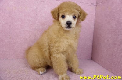 02/11奶油貴賓母幼犬5