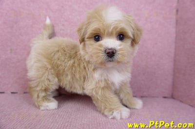 01/30馬爾泰迪公幼犬1號(花蓮市)7