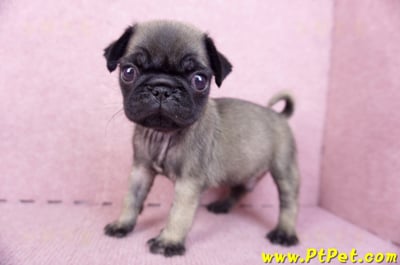 09/08巴哥公幼犬(台南善化)8