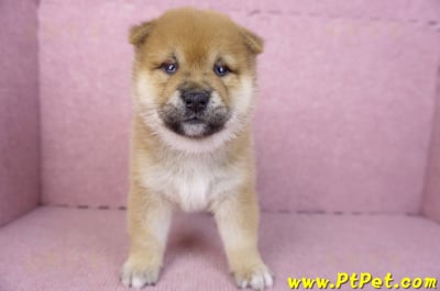 01/16赤色柴犬母幼犬3號2