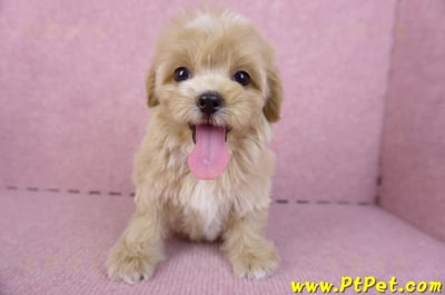 10/18馬爾泰迪母幼犬1號(台中烏日)3