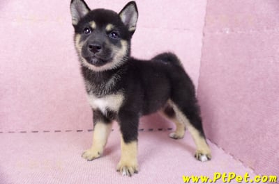 07/05黑色柴犬母幼犬2號(台北中山)7