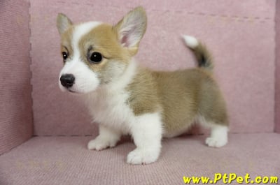 02/09雙色柯基犬公幼犬(新竹)13