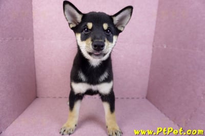 05/14黑色柴犬母幼犬(新北土城)2