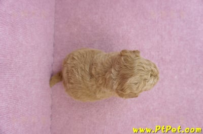 09/12泰迪比熊公幼犬(新北林口)7