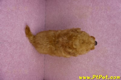 01/26紅貴賓公幼犬11