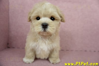 04/11奶油色馬爾泰迪公幼犬(台東綠島)3