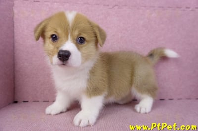 10/10雙色柯基犬母幼犬2號(花蓮吉安)9