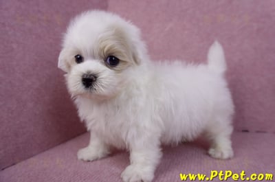 09/27馬爾泰迪公幼犬(新北三重)11