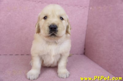 11/14黃金獵犬母幼犬3號(高雄左營)2