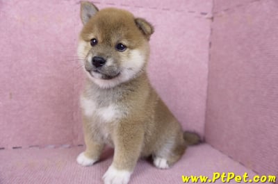 01/11赤色柴犬母幼犬4號(屏東九如)9