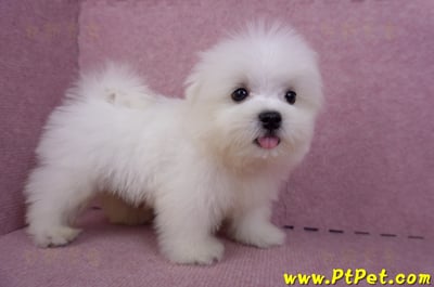 07/26迷你型馬爾濟斯公幼犬1號(台北大同)5